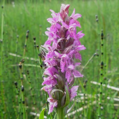 Dactylorhiza incarnata