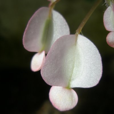 Begonia x erythrophylla