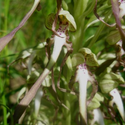 Himantoglossum hircinum