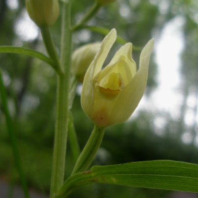 Cphalanthre blanche