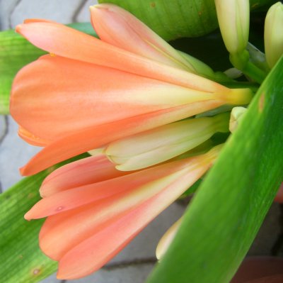 Clivia miniata