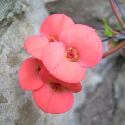 Euphorbia milii