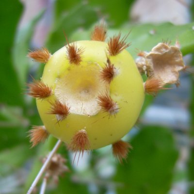 Brasiliopuntia brasiliensis