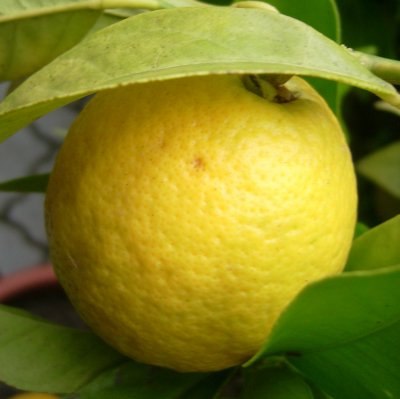 Citrus sinensis