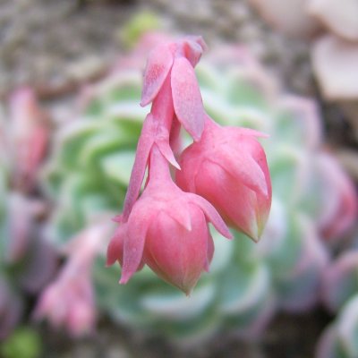 Echeveria elegans