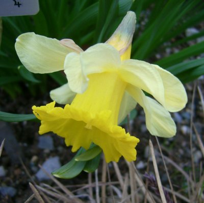 Narcissus pseudonarcissus