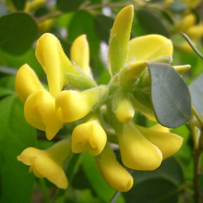 Cytisus canariensis