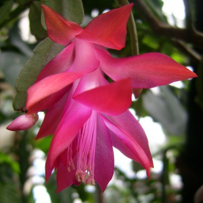 Schlumbergera