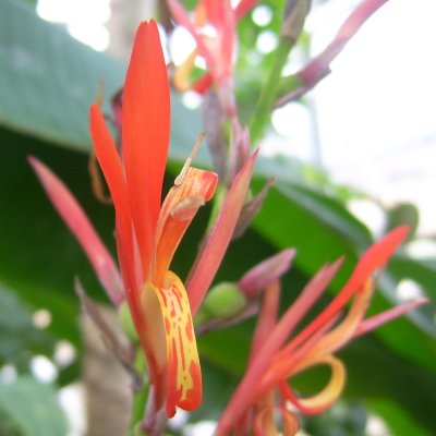 Canna edulis