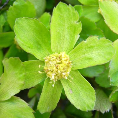 Hacquetia epipactis