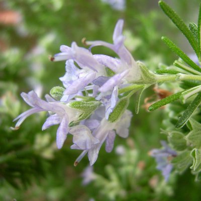 Rosmarinus officinalis