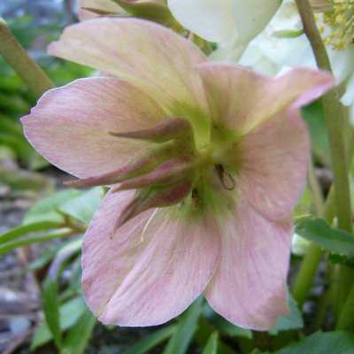 Helleborus niger