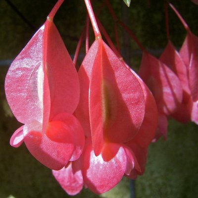 Begonia sp. Tamaya