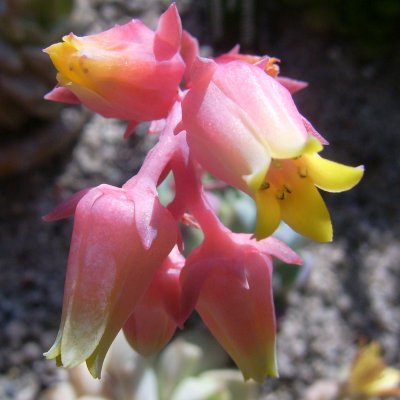 Echeveria elegans