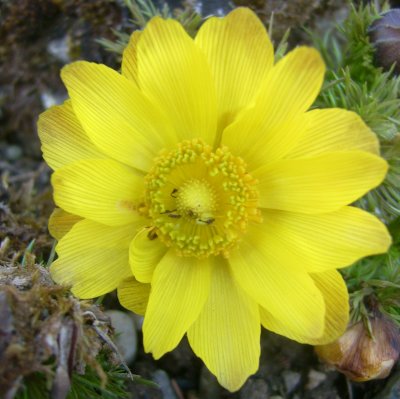 Adonis vernalis