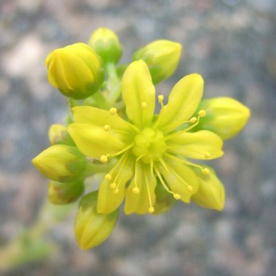 Aeonium simsii