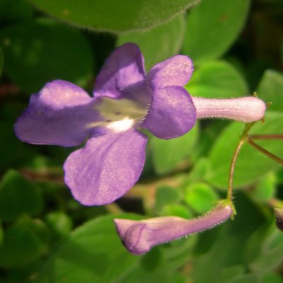 Streptocarpus caulescens