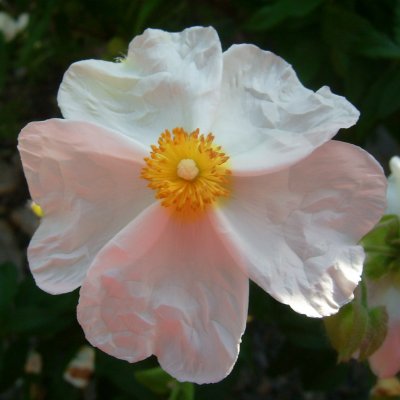 Cistus psilosepalus