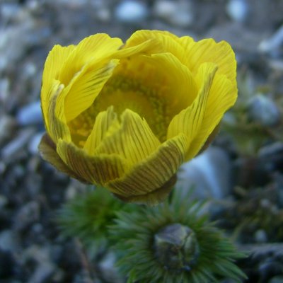 Adonis vernalis