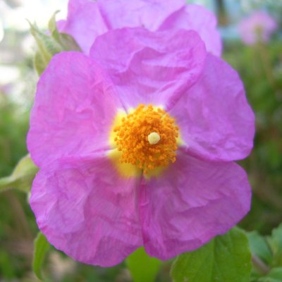 Cistus incanus