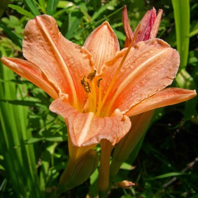 Orange Day-lily