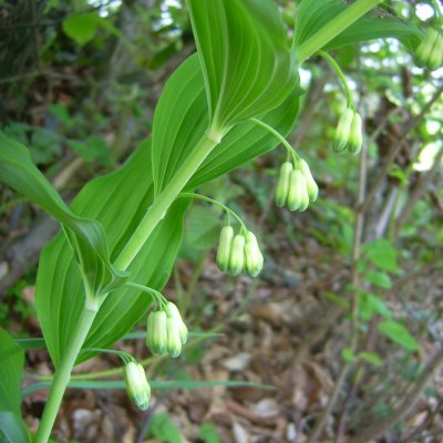 Polygonatum multiflorum