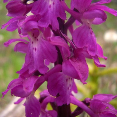 Orchis mle