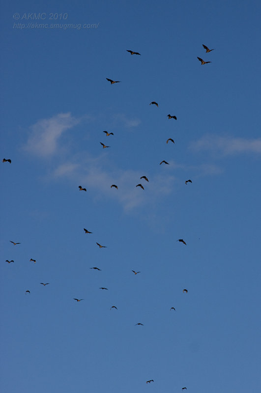 5778 Bat Squadrons 2 (Thu 25 Feb 10)