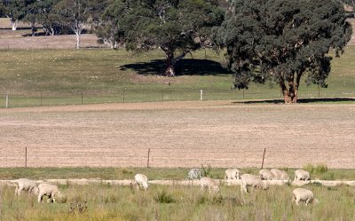 7311 Sheep, Australian Style