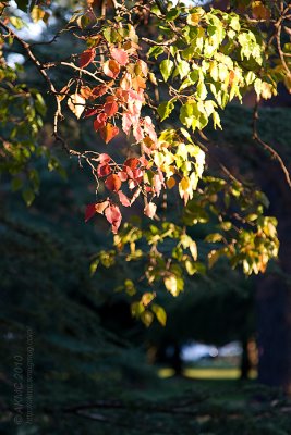 7410 Autumn Leaves, Late Afternoon Sun