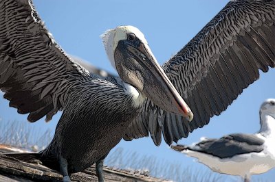 Pelicans and Friends