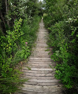 Long Wooden Path