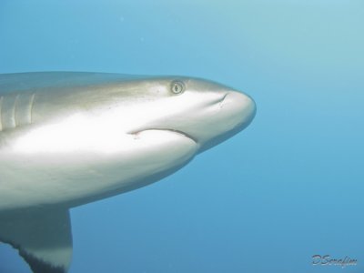 Tubaro