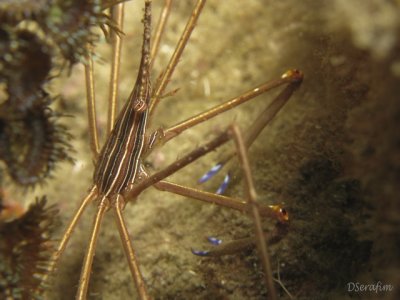 Caranguejo Aranha