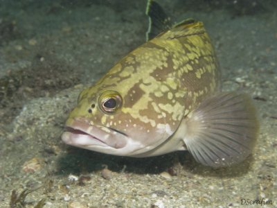 Badejo