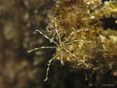 Aranha do Mar