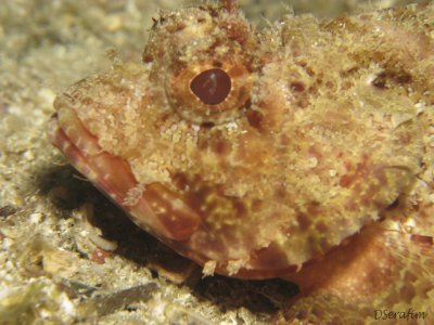 Peixe Pedra