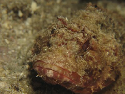 Peixe Pedra
