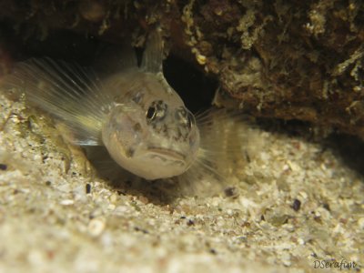 Gbio