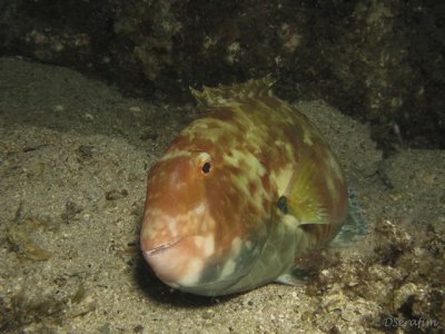 Papagaio