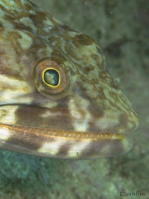 Lagarto