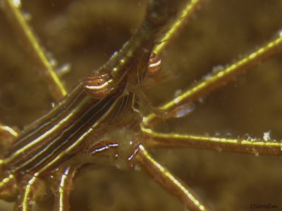 Caranguejo aranha