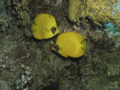 Borboletas
