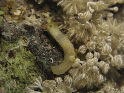 Nudibrnquio