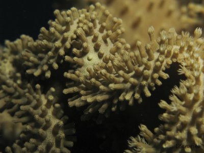 Coral - textura