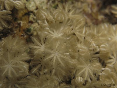 Octocoral