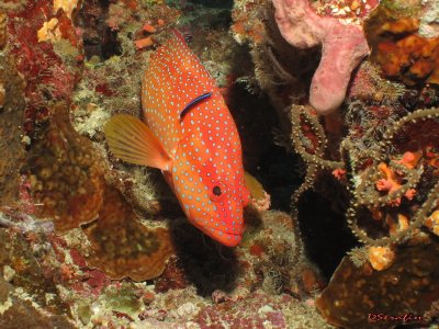badejo em estao de limpeza