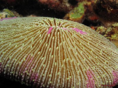 coral