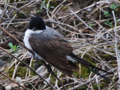 Fork-tailed Flycatcher