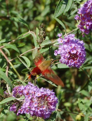 Hummingbird Clearwing, Hemaris thysbe